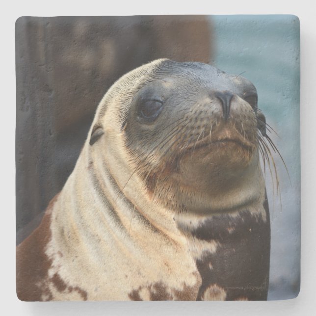 Porta-copo De Pedra Retrato do Leão do Mar (Frente)