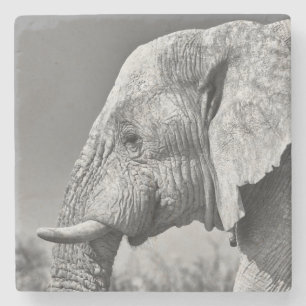 Porta-copo De Pedra Retrato elefante