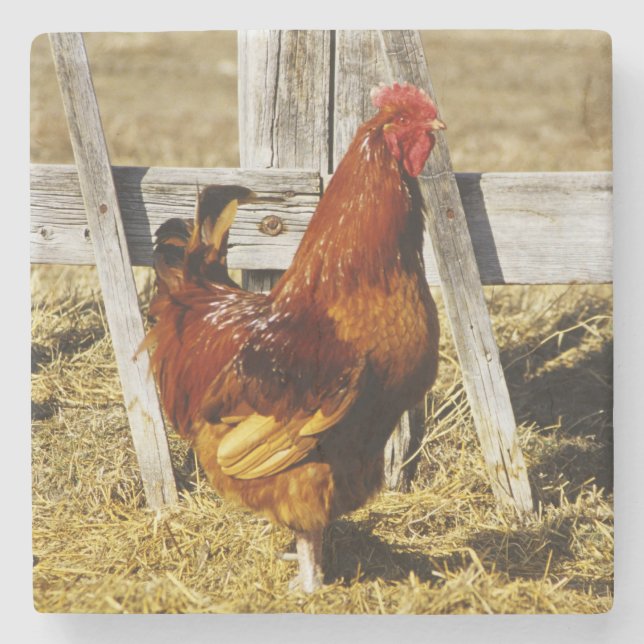 Porta-copo De Pedra Rhode Island Red Rooster (Frente)