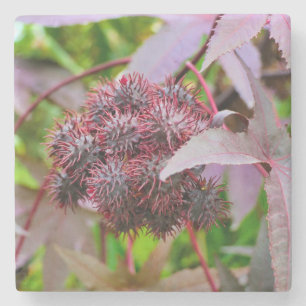 Porta-copo De Pedra Ricinus communis