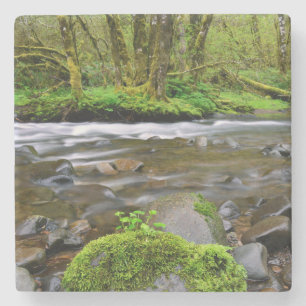Porta-copo De Pedra Rio em floresta verde, Oregon
