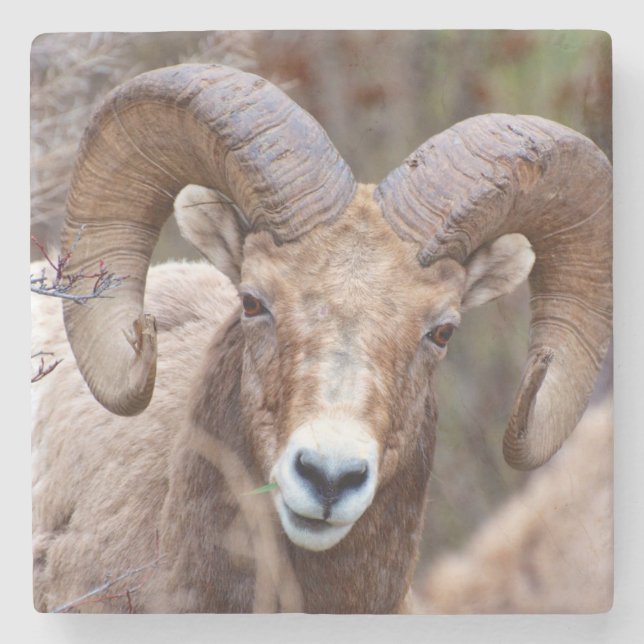 Porta-copo De Pedra Rocky Mountain Bighorn Shea (Frente)