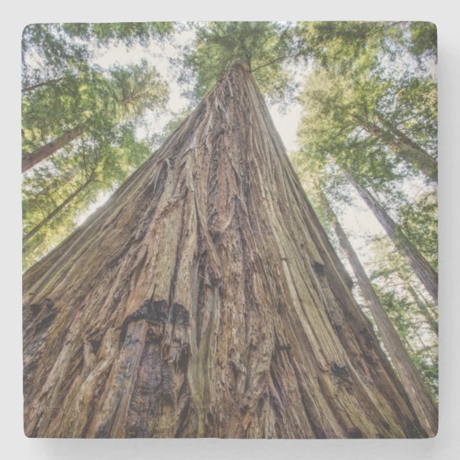 Porta-copo De Pedra Roosevelt Grove (Frente)