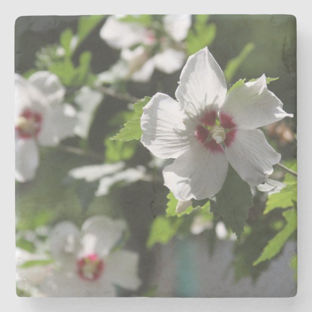 Porta-copo De Pedra Rosa de Sharon (Frente)