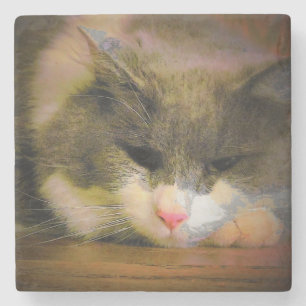 Porta-copo De Pedra Rosa, o Gatinho do Triste do Humor Sullen do Gato