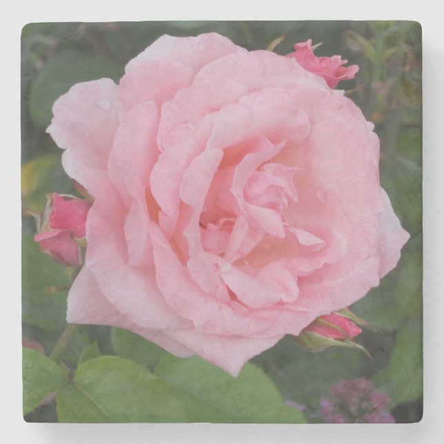 Porta-copo De Pedra Rosa rosa clássica (Frente)