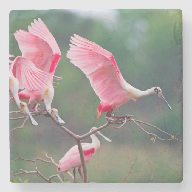 Porta-copo De Pedra Roseate Spoonbill (Ajaia Ajaja) (Frente)