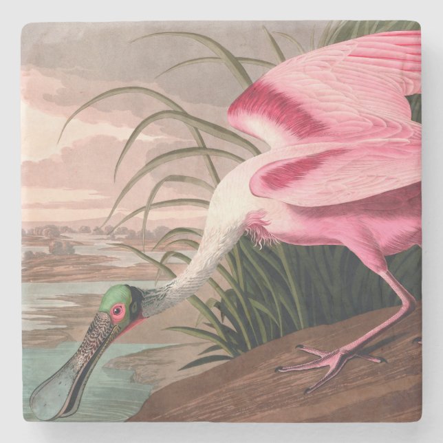 Porta-copo De Pedra Roseate Spoonbill Audubon Bird Willife (Frente)