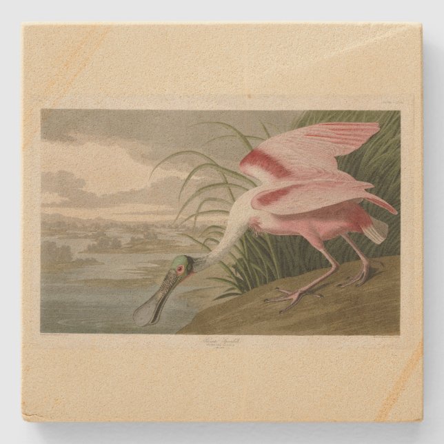 Porta-copo De Pedra Roseate Spoonbill, das Aves da América de Audubon (Frente)