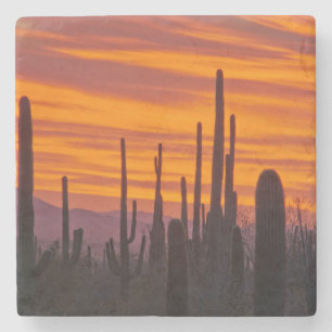 Porta-copo De Pedra Saguaro, pôr do sol, Parque Nacional Saguaro
