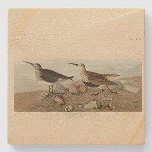 Porta-copo De Pedra Sandpiper de apoio vermelho - Aves da América de A