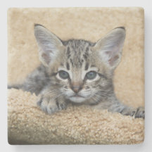 Savannah Cat Square Porta copos