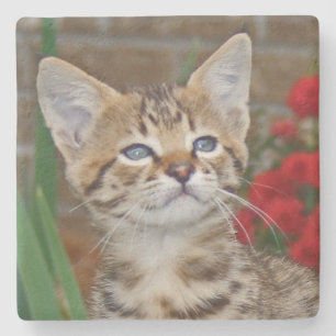 Porta-copo De Pedra Savannah Cat Square Porta copos