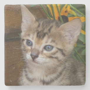 Porta-copo De Pedra Savannah Cat Square Porta copos