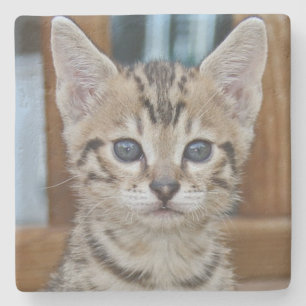 Porta-copo De Pedra Savannah Cat Square Porta copos