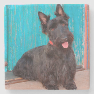 Porta-copo De Pedra Scottish Terrier que senta-se pela entrada