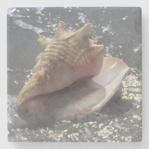 Porta-copo De Pedra Seashell na ilha da praia Sanibel, Florida