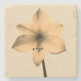 Porta-copo De Pedra sepia amaryllis