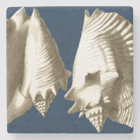 Sepia Conch Seashells