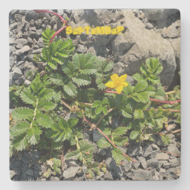 PORTA-COPO DE PEDRA SETEMBRO