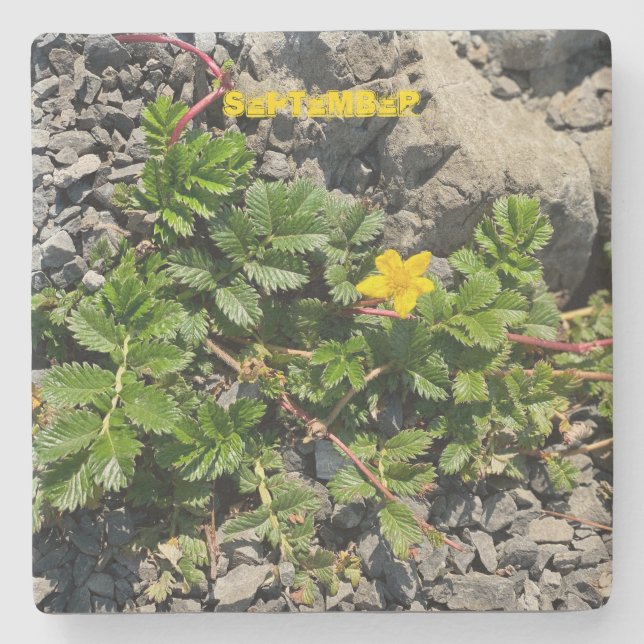 PORTA-COPO DE PEDRA SETEMBRO (Frente)