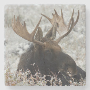 Porta-copo De Pedra Shiras Bull Moose