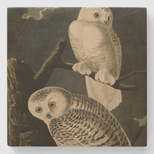 Porta-copo De Pedra Snowy Owl, Pássaros da América de John James Audub