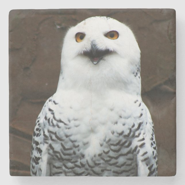 Porta-copo De Pedra Snowy Owl - Percurso (Frente)