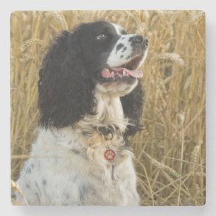 Porta-copo De Pedra spaniel de springer inglês em wheat.png