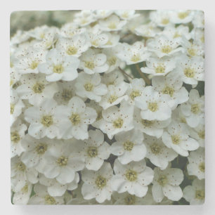 Porta-copo De Pedra Spirea Arguta