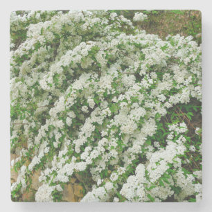 Porta-copo De Pedra Spirea Arguta