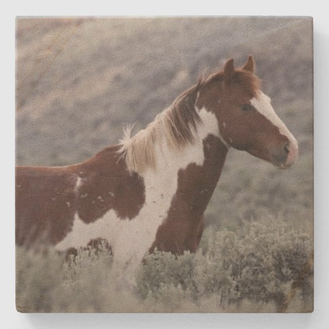 Porta-copo De Pedra Stone Coaster_pinto stallion side  (Frente)