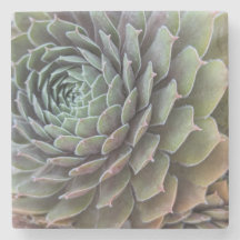 Succulent Fractal