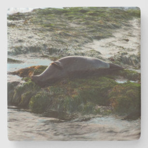Porta-copo De Pedra Sunset Lit Harbor Seal II em San Diego