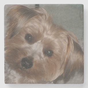 Porta-copo De Pedra Super Sweet Yorkie Stone Porta copos