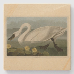 Porta-copo De Pedra Swan Americano Comum - Aves da América de Audubon