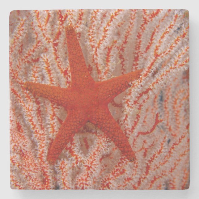 Porta-copo De Pedra Tailândia, Sea Star Aka Starfish (Frente)