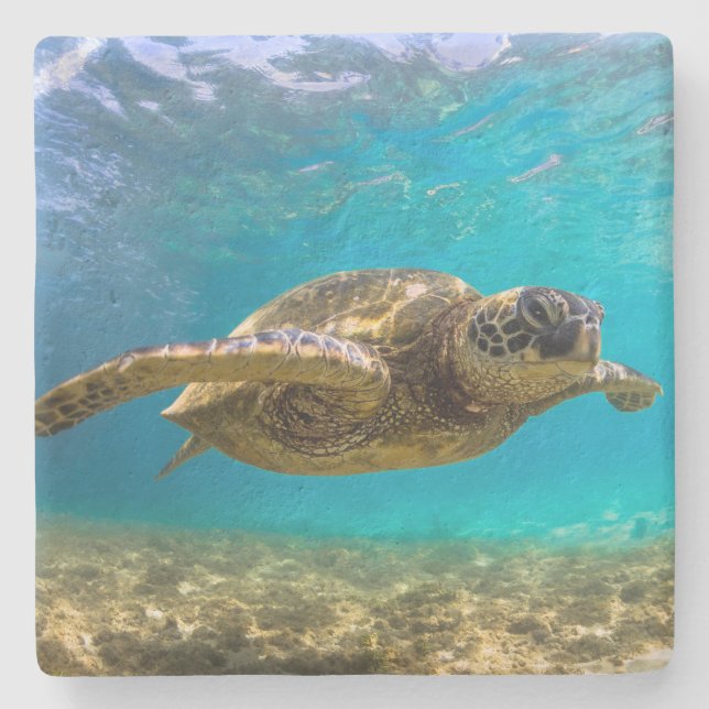 Porta-copo De Pedra Tartaruga de Porta copos Pedra (Frente)