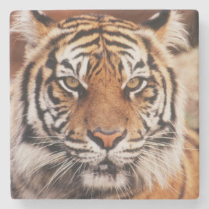 Porta-copo De Pedra Tigre-de-sumatra
