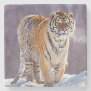 Porta-copo De Pedra Tigre siberiano na neve, China