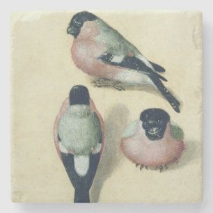 Porta-copo De Pedra Três estudos de um bullfinch