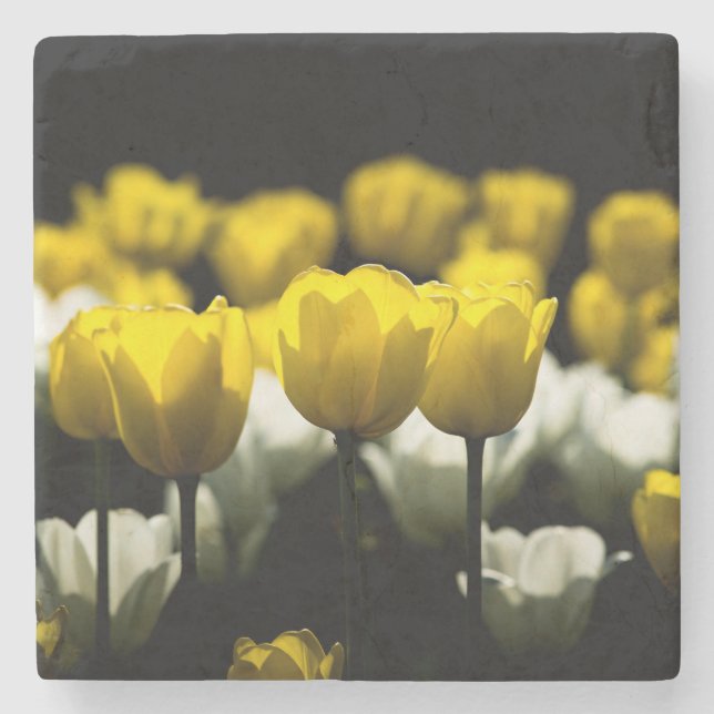 Porta-copo De Pedra Tulipas Amarelo E Branco (Frente)