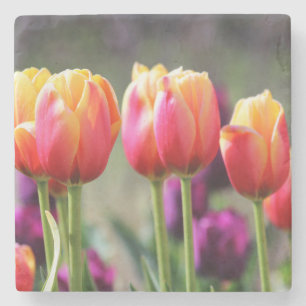 Porta-copo De Pedra Tulipas de queda Achama