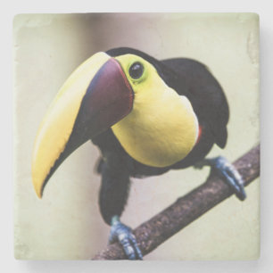 Porta-copo De Pedra Turiano da Costa Rica