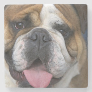 Porta-copo De Pedra Um bulldog inglês na Bélgica.