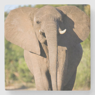 Porta-copo De Pedra Um Elefante Africano (Loxodonta Africana) Anda