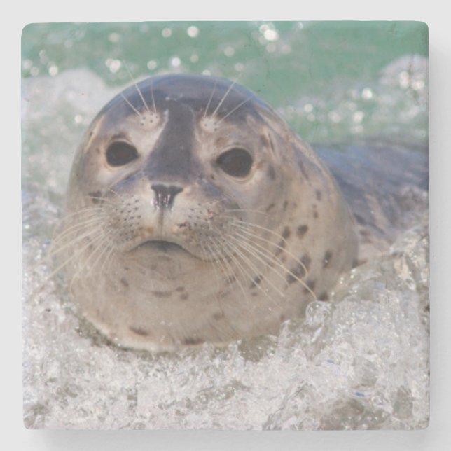 Porta-copo De Pedra Um filhote de foca surfando (Frente)