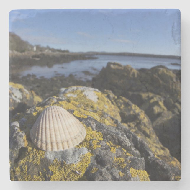 Porta-copo De Pedra Um Seashell senta-se em uma rocha | Dumfries, (Frente)