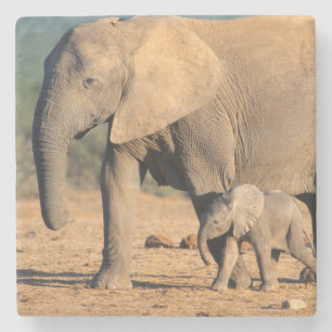 Porta-copo De Pedra Uma mãe e cria de Elefante Africano em movimento