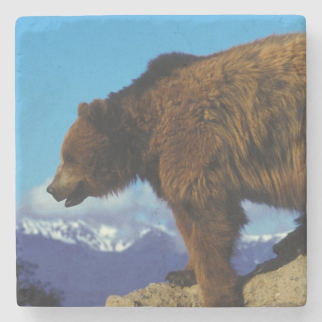 Porta-copo De Pedra Urso Cinzento (Frente)